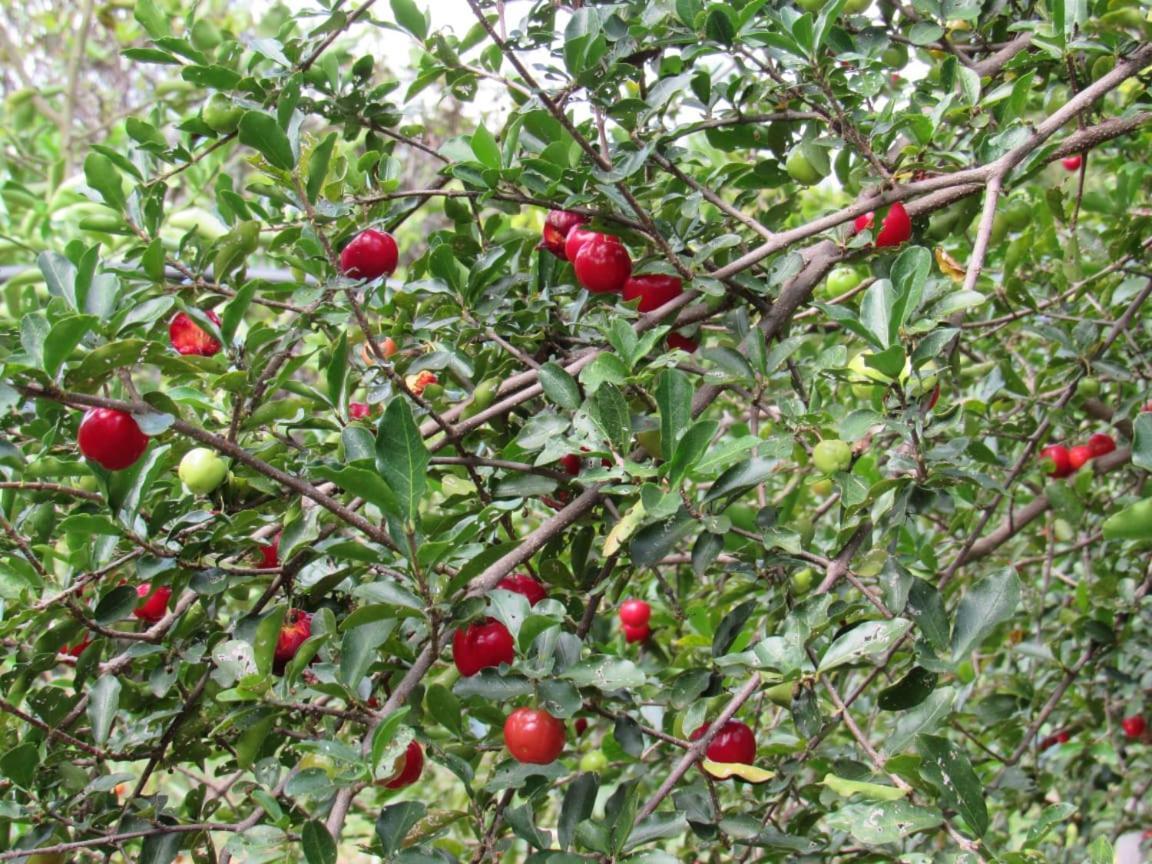 Pousada Varanda Da Serra Cavalcante Buitenkant foto