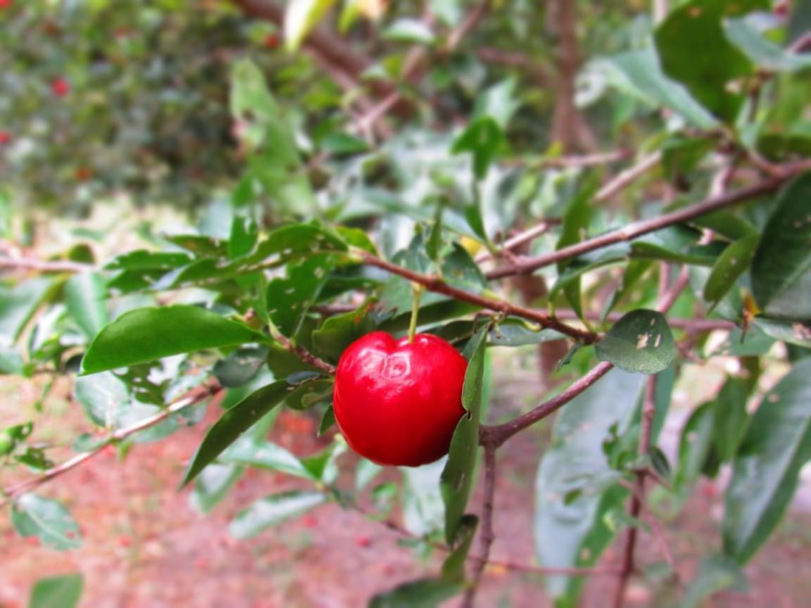 Pousada Varanda Da Serra Cavalcante Buitenkant foto